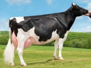 holstein-600