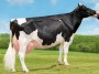holstein-600